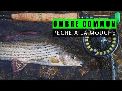 Ombre Commun : Pêche à la mouche en fin de saison.