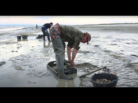 Pêche à pied : récolte des coques en baie de Somme sud