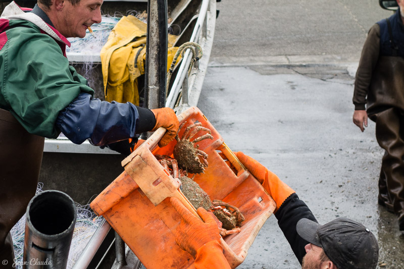 Retour de pêche : Déchargement d'araignées de mer, Quiberville-sur-Mer