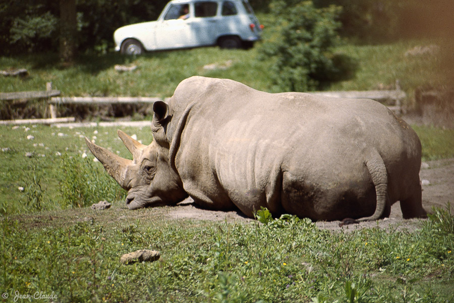 Mammifère Mésaxonien - Le Rhinocéros au parc de Saint-Vrain, 1982