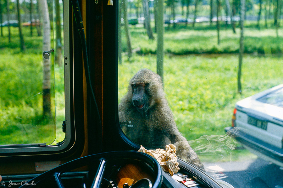 Mammifère Primate - Le singe et le bus, 1982