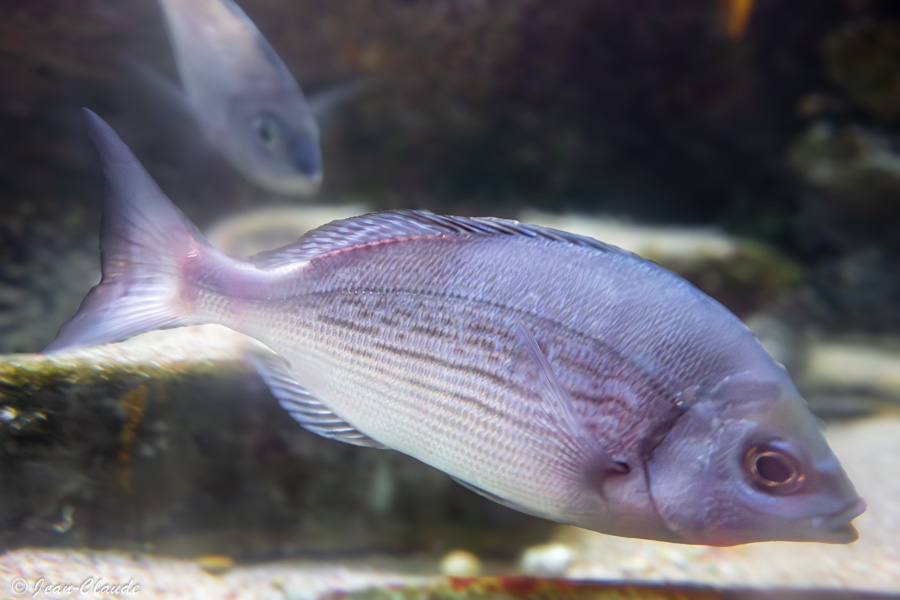 Un pageot commun photographié à l'aquarium d'Arcachon, 2017