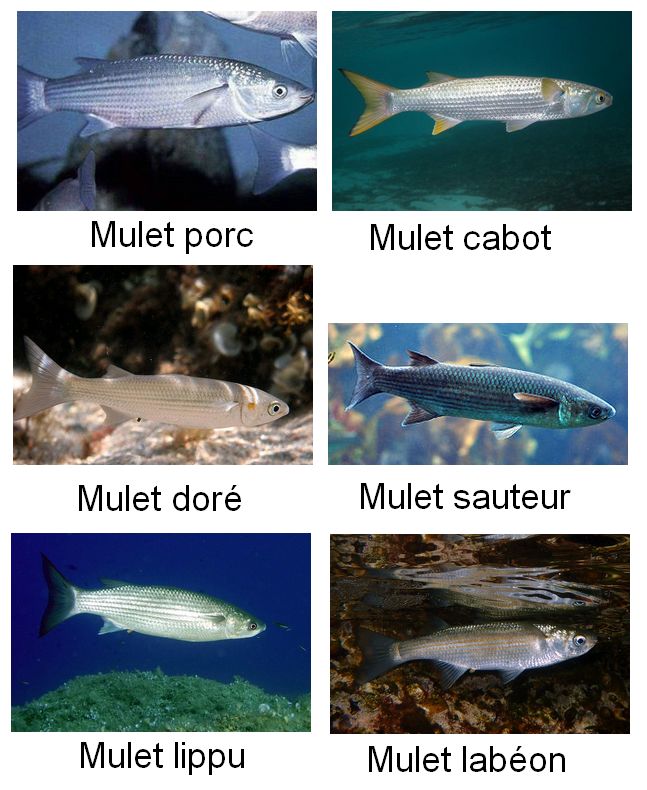 Espèces de mulets en France : mulet porc, mulet cabot, mulet doré, mulet sauteur, mulet lippu et mulet labéon.