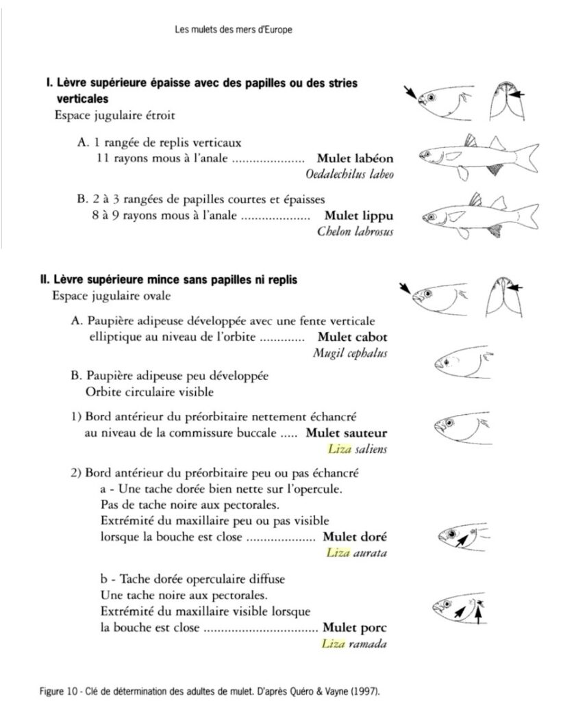 clé de détermination d'après Quéro & Vayne