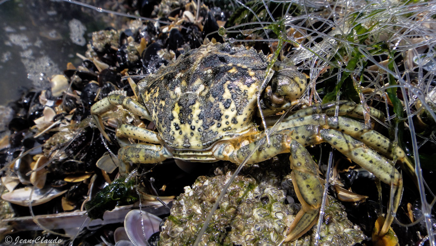 Crabe vert pris dans du fil de pêche sur l'une des épaves de zuydcoote