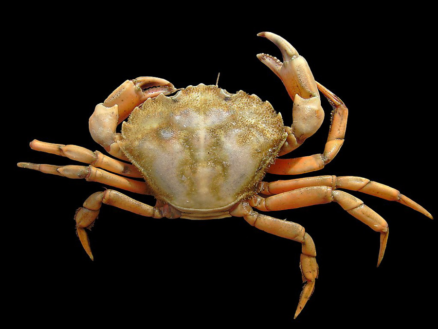 Crabe enragé, ou crabe vert, dans les eaux côtières belges (Westdiep), à bord du RV Belgica. Largeur de la carapace : 6,2 cm. Image de laboratoire. © Hans Hillewaert