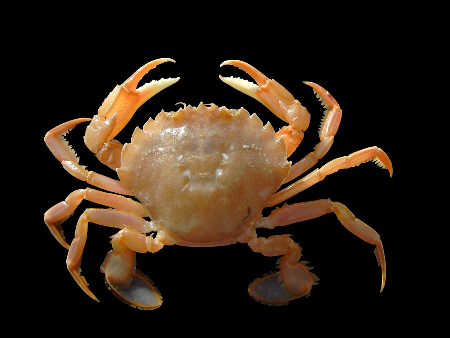 Le crabe nageur. - © Hans Hillewaert